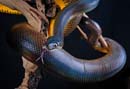 MDK_H_SN_Liasis fuscus_Water Python_001