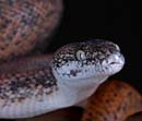 MDK_H_SN_Liasis mackloti savuensis_Savu Python_001
