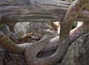 MDK_H_SN_Madagascarophis citrinus_Malagascan Common Snake_001_Logs