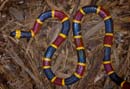 MDK_H_SN_Micrurus fulvius_Eastern Coral Snake_001_coral s
