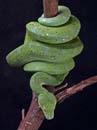 MDK_H_SN_Morelia viridis_Green Tree Python_002_Stick