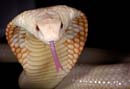 MDK_H_SN_Naja naja kaouthia_Albino Moacled Cobra_001_tongue and hood