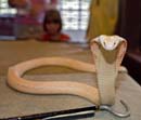 MDK_H_SN_Naja naja kaouthia_Albino Monocled Cobra_002_hook and girl
