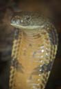 MDK_H_SN_Ophiophagus hannah_King Cobra_005_Up