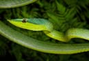MDK_H_SN_Oxybelis fulgius_Green Vine Snake_001
