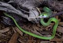 MDK_H_SN_Philothamnus angolensis_Angolan Green Snake_001