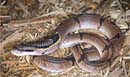 MDK_H_SN_Pseudoxenodon macrops_Asian False Cobra_002