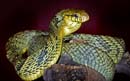 MDK_H_SN_Pseustes sulfurus_Puffing Snake_001