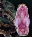 MDK_H_SN_Python molurus bivittatus_Burmese Python_001_Big MOuth