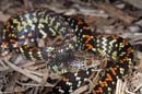 MDK_H_SN_Siphlophis cervinus_Common LIana Snake_001