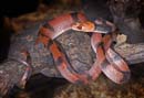 MDK_H_SN_Siphlophis comressus_Banded Tree Snake_001