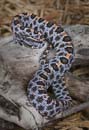 MDK_H_SN_Sistrurus milarus barbouri ,Dusky Pygmy Rattlesnake_001