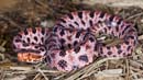 MDK_H_SN_Sistrurus milarus milarus_Carolina Pygmay Rattlesnake_001