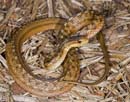 MDK_H_SN_Thamnodynastes pallidus_Mock Viper_001
