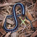 MDK_H_SN_Thamnophis sirtalis infernalis_Red Sided Garter Snake_001_w frog