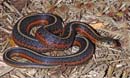 MDK_H_SN_Thamnophis sirtalis infernalis_Red Sided Garter Snake_002