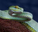 MDK_H_SN_Trimeresurus macrops_Big Eyed Bamboo Viper_001_big eye sky