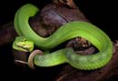 MDK_H_SN_Trimeresurus popeorum - Pope's Pit Viper_001_Female