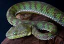 MDK_H_SN_Trimeresurus popeorum - Pope's Pit Viper_002_Male