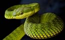 MDK_H_SN_Trimeresurus stejnegeri_Stejnegeris Bamboo Pit Viper_001