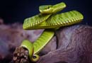 MDK_H_SN_Trimeresurus stejnegeri_Stejnegeris Bamboo Pit Viper_002