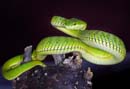 MDK_H_SN_Trimeresurus stejnegeri_Stejnegeris Bamboo Pit Viper_003