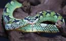 MDK_H_SN_Trimeresurus trigonocepha_Sir Lankan Bamboo Pit Viper_001_Female