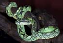 MDK_H_SN_Trimeresurus trigonocepha_Sir Lankan Bamboo Pit Viper_002_female
