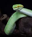 MDK_H_SN_Tropidolaemus wagler_ Wagler's Temple Viper_001_Male