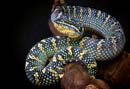 MDK_H_SN_Tropidolaemus wagleri_Wagler's Temple Viper_003_Female S