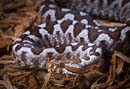 MDK_H_SN_Vipera ammodytes meridionalis_Longnose Viper_001