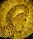 MDK_H_SN_atheris ssquamigera_variable bush viper_010_faceshot