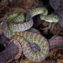 MDK_H_SN_trimeresurus venustusa__Kanburian Bamboo Viper_002