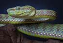 mdk_h_sn_Trimeresurus popeorum _Pope'S Tree Viper m_003_opal eye