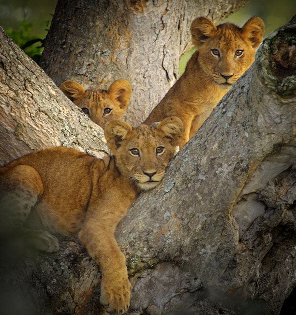 3 cubs