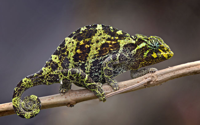 MDK_H_CH_Chameleo johnstoni_Johnstons Chameleon_003_Female