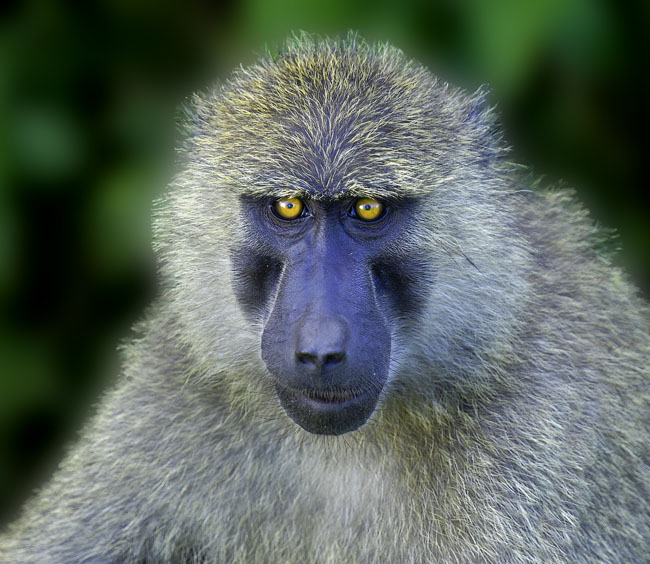 baboon eyes