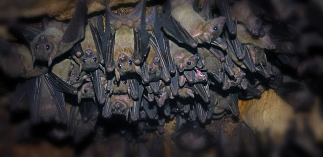 bat cluster and teeth