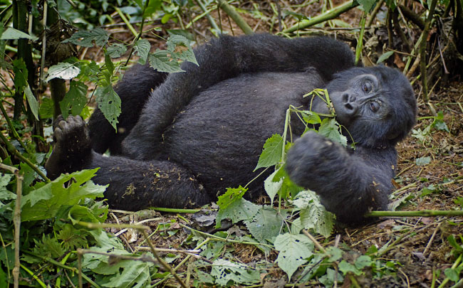 gorilla life is good