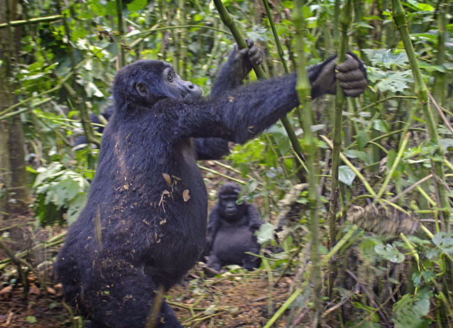 gorilla rock and roll