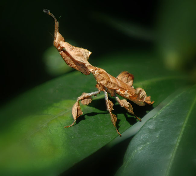 leaf mantis