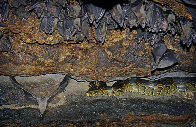 rock python cage and surpsied bat