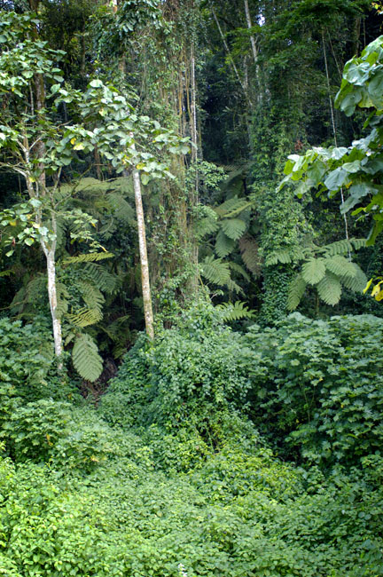 trail head bwindi