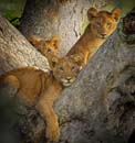 3 cubs