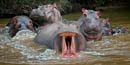 HIPPO CHARGE