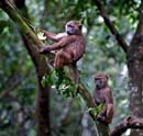 baboon boys in a tree