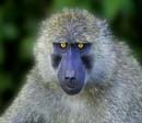 baboon eyes