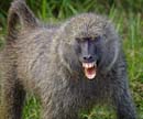 baboon smile
