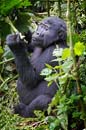 gorilla eating bamboo