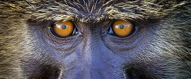 baboon eyes